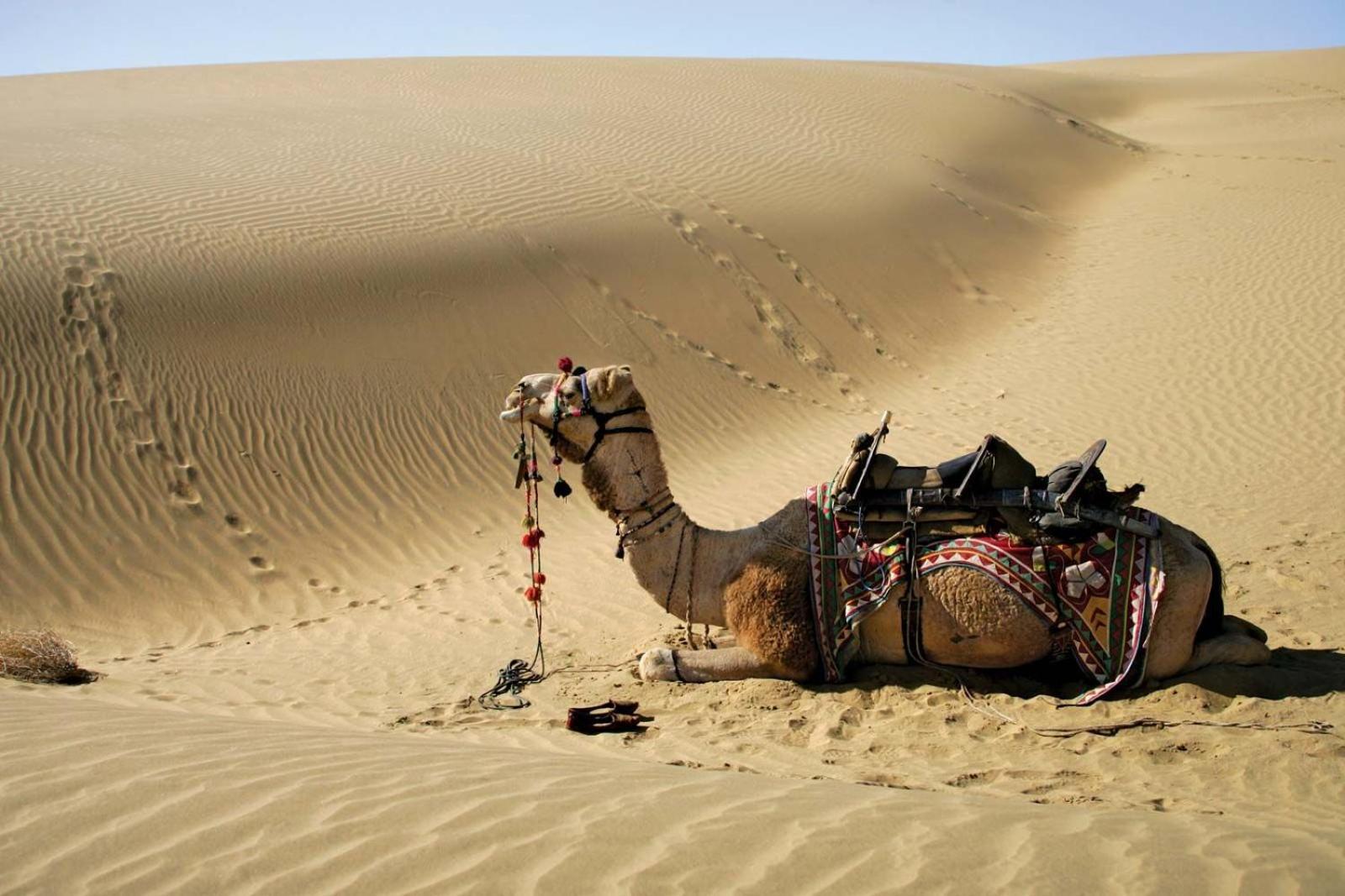 Sam Dunes Desert Luxury Camp & Resort ジャイサルメール エクステリア 写真